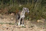 WHIPPET 138